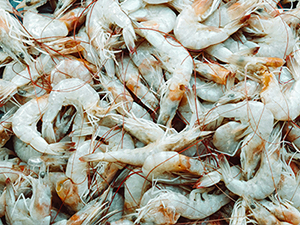 Prawns & Shrimp